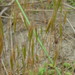 Dune Fescue - Photo (c) Stephen Moores, some rights reserved (CC BY-NC), uploaded by Stephen Moores