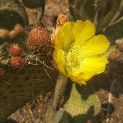Opuntia huajuapensis
