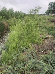 Magnoliopsida