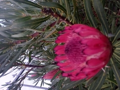 Protea burchellii × magnifica