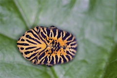 Gymnetis stellata