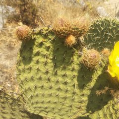 Opuntia huajuapensis