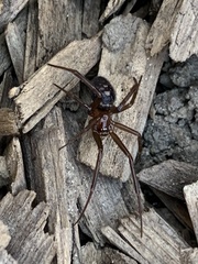 Steatoda grossa