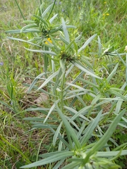 Lithospermum mirabile