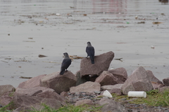 Corvus splendens splendens