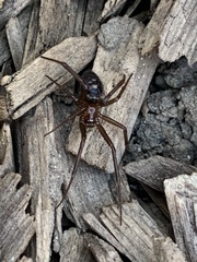 Steatoda grossa