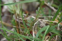 Vicia lentoides
