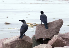 Corvus splendens splendens