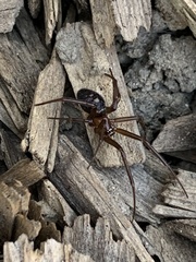 Steatoda grossa