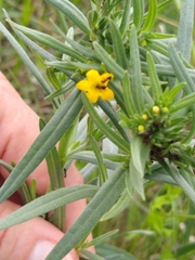 Lithospermum mirabile