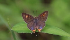 Cigaritis schistacea