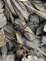 Steatoda grossa