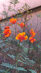 Caesalpinia pulcherrima
