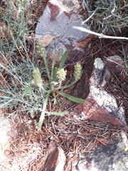 Plantago bellardii