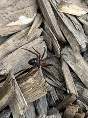 Steatoda grossa
