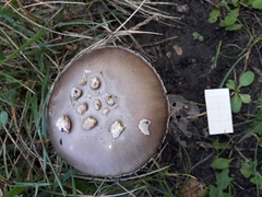 Amanita simulans