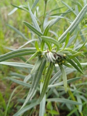 Lithospermum mirabile