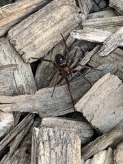 Steatoda grossa