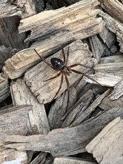 Steatoda grossa