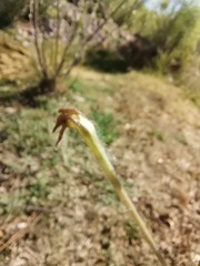 Nicotiana repanda
