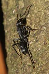 Neoponera apicalis