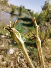 Nicotiana repanda