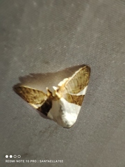 Eulepidotis rectimargo