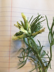 Astragalus pectinatus