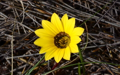 Gazania pectinata