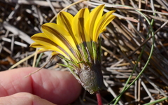 Gazania pectinata
