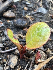 Pyrola americana