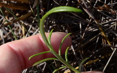 Gazania pectinata