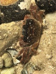 Cyclograpsus punctatus