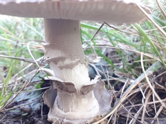 Amanita simulans