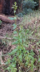 Alonsoa meridionalis