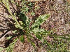 Nicotiana repanda