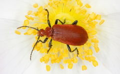 Pyrochroa serraticornis