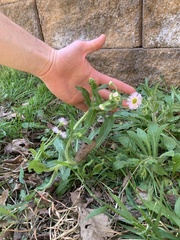 Erigeron philadelphicus philadelphicus