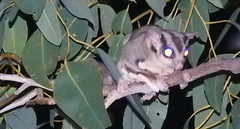 Petaurus breviceps ariel