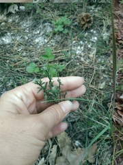 Genista albida