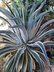 Agave desmettiana