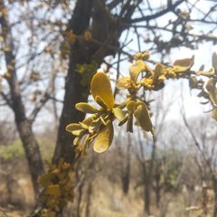 Phoradendron brachystachyum