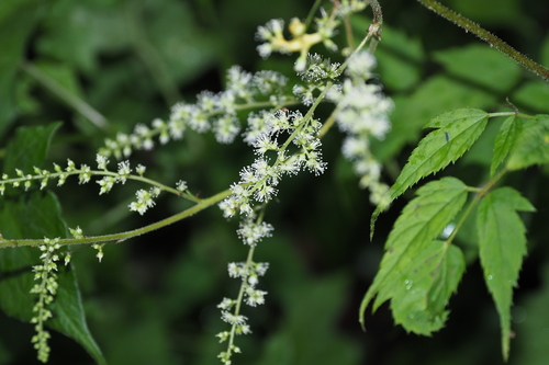 Astilbe longicarpa (Astilbe longicarpa)