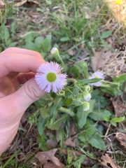 Erigeron philadelphicus philadelphicus