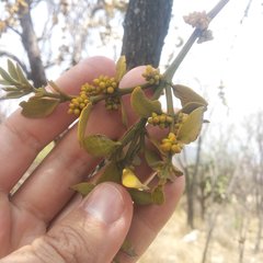 Phoradendron brachystachyum