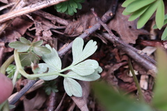 Peronospora corydalis