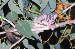 Petaurus breviceps ariel