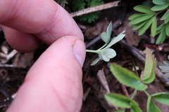 Peronospora corydalis