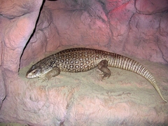 Varanus exanthematicus