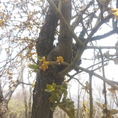 Phoradendron brachystachyum